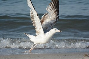 Gull, Ring-billed, 2014-05091537 Fort Macon State Park, NC